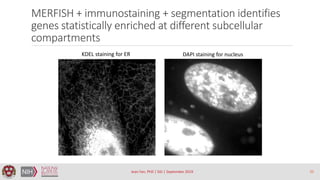 Spatial transcriptome profiling by MERFISH reveals sub-cellular RNA ...