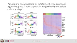 Pseudotime analysis identifies putative cell-cycle genes and
highlights gradual transcriptional change throughout select
c...