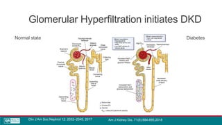 Glomerular Hyperfiltration initiates DKD
Normal state Diabetes
Clin J Am Soc Nephrol 12: 2032–2045, 2017 Am J Kidney Dis. 71(6):884-895,2018
 