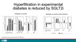 Hyperfiltration in experimental
diabetes is reduced by SGLT2i
SGLT2 and hyperfiltration in experimental diabetes
https://jasn.asnjournals.org/content/10/12/2569.long
Diabetes vs control Diabetes vs control under phlorizin
 