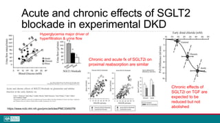 Acute and chronic effects of SGLT2
blockade in experimental DKD
https://www.ncbi.nlm.nih.gov/pmc/articles/PMC3349378/
Chronic and acute fx of SGLT2i on
proximal reabsorption are similar
Hyperglycemia major driver of
hyperfiltration & urine flow
Chronic effects of
SGLT2i on TGF are
expected to be
reduced but not
abolished
 