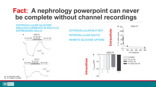 Fact: A nephrology powerpoint can never
be complete without channel recordings
EXTRACELLULAR GLUCOSE
INDUCES CURRENTS IN SGLT(1/2)
EXPRESSING CELLS EXTRACELLULAR BUT NOT
INTRACELLULAR SGLT2I
INHIBITS GLUCOSE UPTAKE
Extracellular
Intracellular
doi: 10.14814/phy2.12058
doi: 10.1124/jpet.116.232025
 