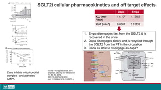 SGLT2i cellular pharmacokinetics and off target effects
Dapa Empa
Kon (mol-
1/min)
1 x 106 1,138.5
Koff (min-1) 0.0067 0.01132
Cana inhibits mitochondrial
complex I and activates
AMPK
doi:10.1152/ajpcell.00328.2011
Diabetes, Obesity and Metabolism
14: 83–90, 2012.
DOI: 10.2337/db16-0058
doi: 10.1038/s41419-018-0273-y
1. Empa disengages fast from the SGLT2 & is
recovered in the urine
2. Dapa disengages slowly and is recycled through
the SGLT2 from the PT in the circulation
3. Cana as slow to disengage as dapa?
 
