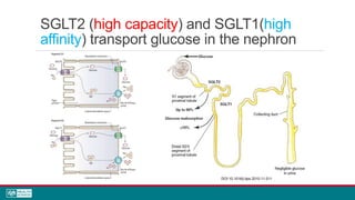 DOI:10.1016/j.tips.2010.11.011
SGLT2 (high capacity) and SGLT1(high
affinity) transport glucose in the nephron
 
