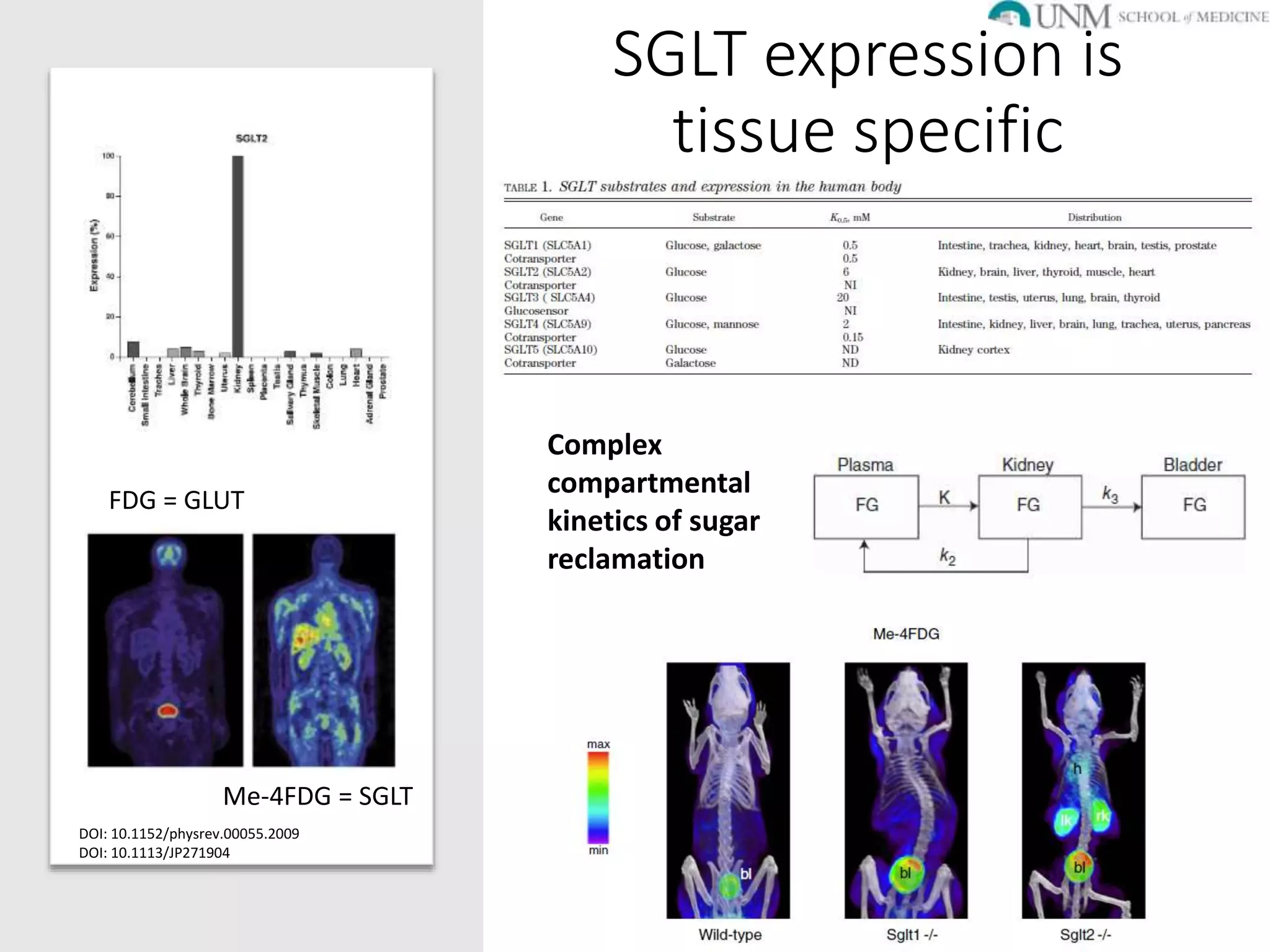 SGLT2 inhibitors in Diabetic Kidney Disease | PPTX