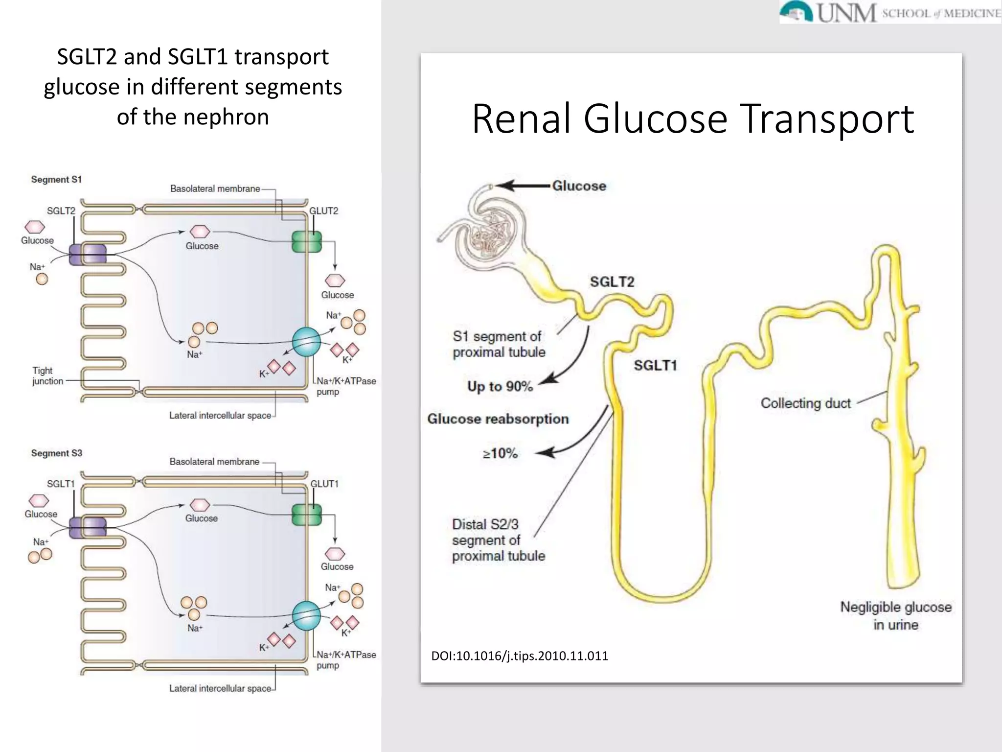 SGLT2 inhibitors in Diabetic Kidney Disease | PPTX