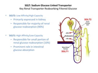 SGLT: Sodium Glucose Linked Transporter
Key Renal Transporter Reabsorbing Filtered Glucose
• SGLT2: Low Affinity/High Capacity
– Primarily expressed in kidney
– Responsible for majority of renal
glucose reabsorption (90%)
• SGLT1: High Affinity/Low Capacity
– Responsible for small portion of
renal glucose reabsorption (10%)
– Prominent role in intestinal
glucose absorption
SGLT2
SGLT1
 