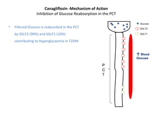 Canagliflozin -Mechanism of Action
Inhibition of Glucose Reabsorption in the PCT
• Filtered Glucose is reabsorbed in the PCT
by SGLT2 (90%) and SGLT1 (10%)
contributing to Hyperglycaemia in T2DM
Glucose
SGLT2
SGLT1
P
C
T
↑ Blood
Glucose
 
