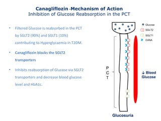 Glucose
SGLT2
SGLT1
CANA
P
C
T
Canagliflozin -Mechanism of Action
Inhibition of Glucose Reabsorption in the PCT
• Filtered Glucose is reabsorbed in the PCT
by SGLT2 (90%) and SGLT1 (10%)
contributing to Hyperglycaemia in T2DM.
• Canagliflozin blocks the SGLT2
transporters
• Inhibits reabsorption of Glucose via SGLT2
transporters and decrease blood glucose
level and HbA1c.
↓ Blood
Glucose
Glucosuria
 