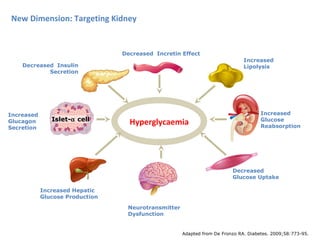 Adapted from De Fronzo RA. Diabetes. 2009;58:773-95.
Hyperglycaemia
Decreased Insulin
Secretion
Increased
Glucagon
Secretion
Neurotransmitter
Dysfunction
Decreased Incretin Effect
Increased Hepatic
Glucose Production
Decreased
Glucose Uptake
Increased
Glucose
Reabsorption
Increased
Lipolysis
Islet-α cell
New Dimension: Targeting Kidney
 