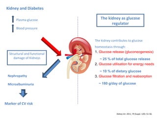 Plasma glucose
Blood pressure
The kidney as glucose
regulator
Nephropathy
Microalbuminuria
Marker of CV risk
The kidney contributes to glucose
homeostasis through:
1. Glucose release (gluconeogenesis)
~ 25 % of total glucose release
2. Glucose utilisation for energy needs
~ 10 % of dietary glucose
3. Glucose filtration and reabsorption
~ 180 g/day of glucose
Kidney Int. 2011; 79 (Suppl. 120): S1–S6.
Kidney and Diabetes
Structural and functional
damage of Kidneys
 