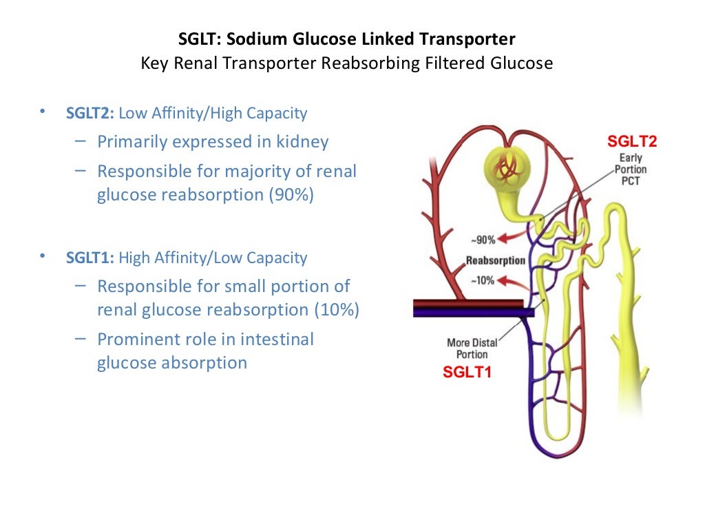 What are sglt2 inhibitors