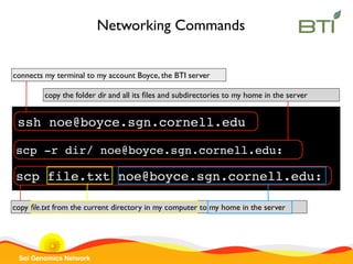 Sol Genomics Network
scp file.txt noe@boyce.sgn.cornell.edu:
copy ﬁle.txt from the current directory in my computer to my home in the server
Networking Commands
ssh noe@boyce.sgn.cornell.edu
connects my terminal to my account Boyce, the BTI server
scp -r dir/ noe@boyce.sgn.cornell.edu:
copy the folder dir and all its ﬁles and subdirectories to my home in the server
 