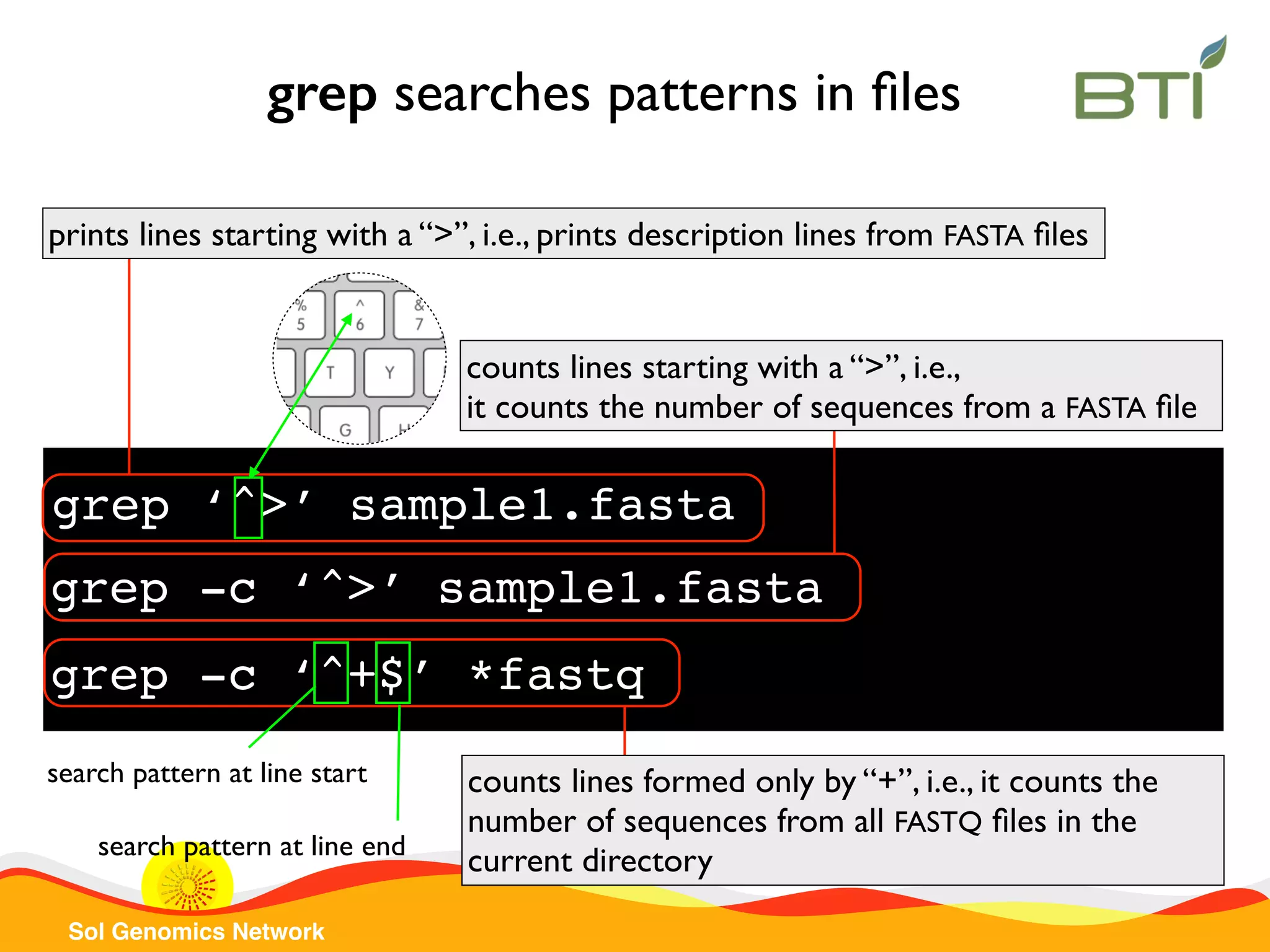 Sol Genomics Network grep ‘^>’ sample1.fasta prints lines starting with a “>”, i.e., prints description lines from FASTA ﬁles grep searches patterns in ﬁles grep -c ‘^>’ sample1.fasta counts lines starting with a “>”, i.e., it counts the number of sequences from a FASTA ﬁle grep -c ‘^+$’ *fastq counts lines formed only by “+”, i.e., it counts the number of sequences from all FASTQ ﬁles in the current directory search pattern at line start search pattern at line end 