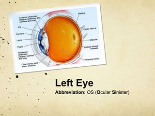 Left Eye
Abbreviation: OS (Ocular Sinister)
 