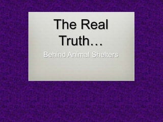 The Real Truth… Behind Animal Shelters 