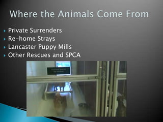 MainLine Animal Rescue