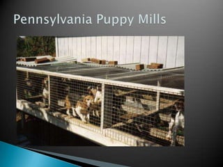 A Good Home?Have to have a fenced yardGreat vet referencesLive in the Greater Philadelphia AreaMost important is the safety and comfort of the animals
