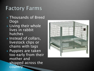 Pennsylvania Puppy Mills