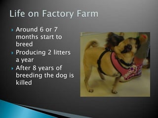 Thousands of Breed DogsLiving their whole lives in rabbit hutchesInstead of collars, livestock clips or chains with tagsPuppies are taken too early from their mother and shipped across the countryFactory Farms 