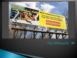 Around 6 or 7 months start to breedProducing 2 litters a yearAfter 8 years of breeding the dog is killedLife on Factory Farm