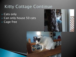 Kitty Cottage