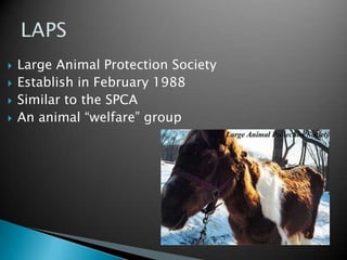 Kitty Cottage ContinueCats onlyCan only house 50 catsCage free