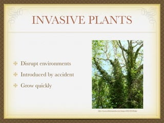INVASIVE PLANTS


Disrupt environments
Introduced by accident
Grow quickly



                         http://www.aldertreegarden.com/images/DSCN0508.jpg
 