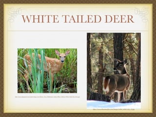 WHITE TAILED DEER




http://www.dupageforest.com/media/images/cms/District_News/Multimedia_Gallery/Photo_Galleries/White-Tailed-Deer-Fawn.jpg




                                                                                                                           http://www.theanimalﬁles.com/images/white_tailed_deer_s2.jpg
 
