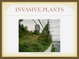 INVASIVE PLANTS




    http://www.jkinjectiontools.com/images/plantpics/hogweed_1.gif
 
