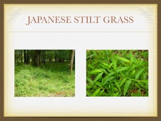 JAPANESE STILT GRASS
 
