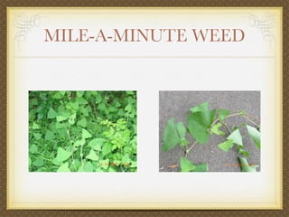 MILE-A-MINUTE WEED
 