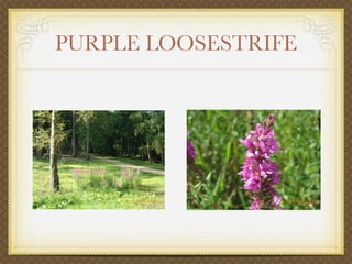 PURPLE LOOSESTRIFE
 