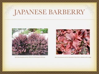 JAPANESE BARBERRY




http://pics.davesgarden.com/pics/2005/05/04/Kachinagirl/dd64d9.jpg   http://www.burncoose.co.uk/site/img/products/large/berberis_thunbergii_golden_ring.jpg
 