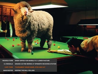 HIKARUA FARM CLYDESDALE CAPE TOWN MANCHESTER SHEEP DIPPED FOR WARBLE FLY LOWER PASTURE GRADED AS FINE MERINO AT SPINNER'S RECEIVING STATION TOURNAMENT GRADE BAIZE, DYED AND CUT KEEPING THE BALL ROLLING 