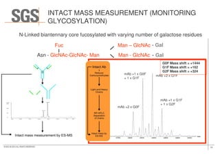 N-Linked biantennary core fucosylated with varying number of galactose residues
Fuc Man – GlcNAc
Asn - GlcNAc-GlcNAc- Man Man - GlcNAc
- Gal
- Gal
mAb +1 x G0F
+ 1 x G1F
mAb +2 x G1F
G0F Mass shift = +1444
G1F Mass shift = +162
G2F Mass shift = +324
INTACT MASS MEASUREMENT (MONITORING
GLYCOSYLATION)
10© SGS SA 2015 ALL RIGHTS RESERVED
mAb +2 x G0F
+ 1 x G1F
mAb +2 x G1F
mAb +1 x G1F
+ 1 x G2F
 