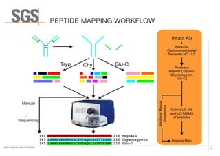 PEPTIDE MAPPING WORKFLOW
12© SGS SA 2015 ALL RIGHTS RESERVED
 