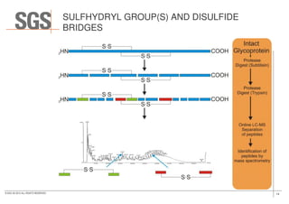 SULFHYDRYL GROUP(S) AND DISULFIDE
BRIDGES
14© SGS SA 2015 ALL RIGHTS RESERVED
 