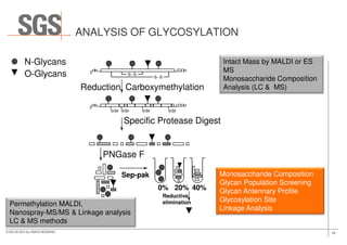 ANALYSIS OF GLYCOSYLATION
COOH2HN
S---S
S---S
N-Glycans
O-Glycans
Intact Mass by MALDI or ES
MS
Monosaccharide Composition
Analysis (LC & MS)Reduction Carboxymethylation
COOH2HN
S-CM S-CMS-CMS-CM
Specific Protease Digest
16© SGS SA 2015 ALL RIGHTS RESERVED
Reductive
elimination
Specific Protease Digest
PNGase F
Sep-pak
0% 20% 40%
Permethylation MALDI,
Nanospray-MS/MS & Linkage analysis
LC & MS methods
Monosaccharide Composition
Glycan Population Screening
Glycan Antennary Profile
Glycosylation Site
Linkage Analysis
 