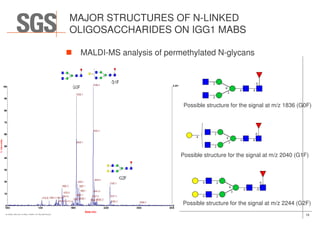 MALDI-MS analysis of permethylated N-glycans
MAJOR STRUCTURES OF N-LINKED
OLIGOSACCHARIDES ON IGG1 MABS
Possible structure for the signal at m/z 1836 (G0F)
18© SGS SA 2015 ALL RIGHTS RESERVED
Possible structure for the signal at m/z 2040 (G1F)
Possible structure for the signal at m/z 2244 (G2F)
 