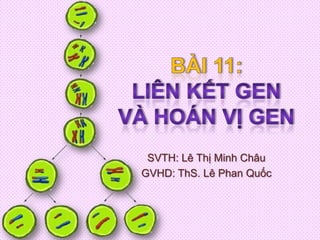 BÀI 11:LIÊN KẾT GEN VÀ HOÁN VỊ GEN SVTH: Lê Thị Minh Châu GVHD: ThS. Lê Phan Quốc 