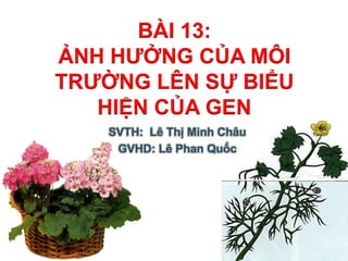 BÀI 13: ẢNH HƯỞNG CỦA MÔI TRƯỜNG LÊN SỰ BIỂU HIỆN CỦA GEN SVTH: Lê Thị Minh Châu GVHD: Lê Phan Quốc 