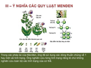 II – CƠ SỞ TẾ BẢO HỌCCác gen quy định các tính trạng khác nhau nằm trên các cặp NST tương đồng khác nhau, qua giảm phân, các gen sẽ phân li độc lập nhau.