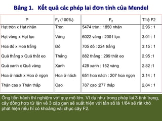 Sự phân li của các cặp NST xảy ra với xác suất như nhau. Vì vậy nếu cơ thể dị hợp 2 cặp gen nằm trên 2 NST khác nhau sẽ cho 4 loại giao tử với tỉ lệ ngang nhau.III – Ý NGHĨA CÁC QUY LUẬT MENĐENTrong các phép lai của Menđen, ông đã sử dụng các dòng thuần chủng về 1 hay một vài tính trạng. Ông nghiên cứu từng tính trạng riêng lẻ chứ không nghiên cứu toàn bộ các tính trạng của cơ thể. 