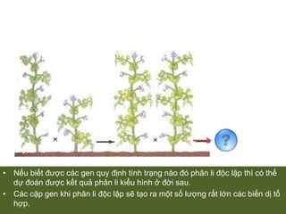 Bảng 1.   Kết quả các phép lai đơn tính của MendelÔng tiến hành thí nghiệm với quy mô lớn. Ví dụ như trong pháp lai 3 tính trạng, cây đồng hợp tử lặn về 3 cặp gen sẽ xuất hiện với tần số là 1/64 sẽ rất khó phát hiện nếu hỉ có khoảng vài chục cây F2.