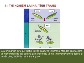 I – THÍ NGHIỆM LAI HAI TÍNH TRẠNGSau khi nghiên cứu quy luật di truyền của từng tính trạng, Menđen tiếp tục làm thí nghiệm lai các cây đậu Hà Lan khác nhau về hai tính trạng và theo dõi sự di truyền đồng thời của hai tính trạng đó.