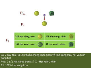 Lai 2 cây đậu Hà Lan thuần chũng khác nhau về tính trạng màu hạt và hình dạng hạt.Pt/c: ♀ (♂) Hạt vàng, trơn x ♂ (♀) Hạt xanh, nhănF1: 100% Hạt vàng trơnPt/cF1F2