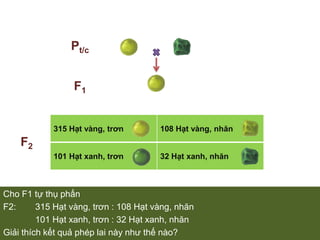 Cho F1 tự thụ phấnF2: 	315 Hạt vàng, trơn : 108 Hạt vàng, nhăn101 Hạt xanh, trơn : 32 Hạt xanh, nhănGiải thích kết quả phép lai này như thế nào?Pt/cF1F2