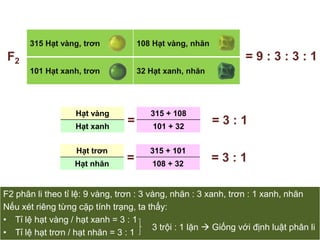 F2 phân li theo tỉ lệ: 9 vàng, trơn : 3 vàng, nhăn : 3 xanh, trơn : 1 xanh, nhănNếu xét riêng từng cặp tính trạng, ta thấy: Tỉ lệ hạt vàng / hạt xanh = 3 : 1
