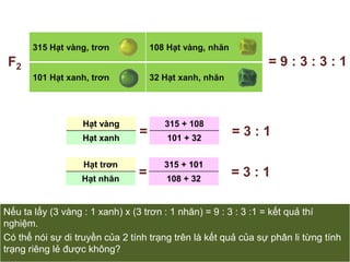 Tỉ lệ hạt trơn / hạt nhăn = 3 : 1 = 9 : 3 : 3 : 1F2== 3 : 1== 3 : 13 trội : 1 lặn  Giống với định luật phân li